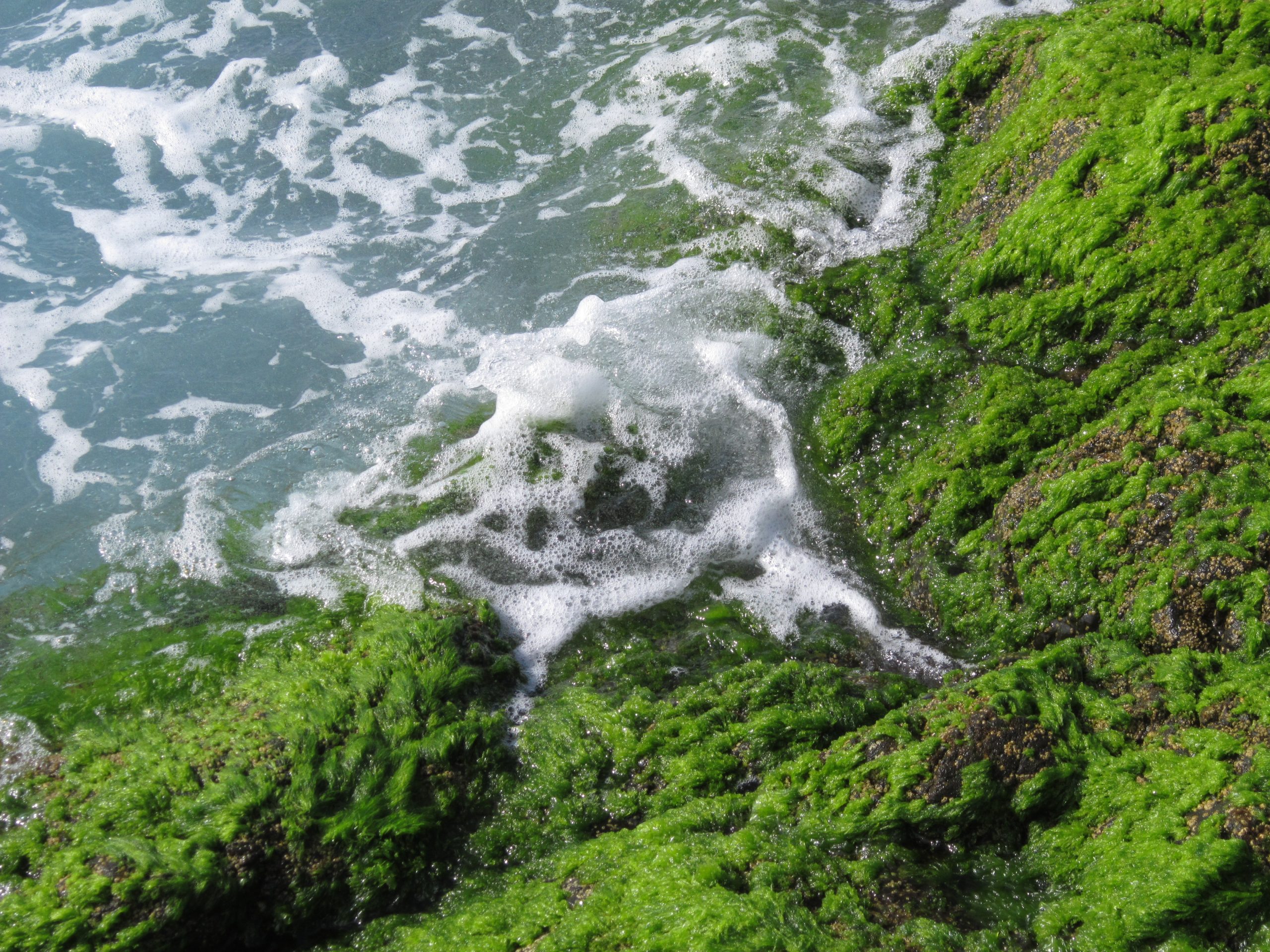 La evolución vegetal en el arrecife y la costa de Jover