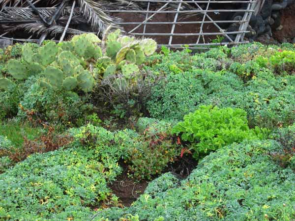 La vegetación costera de Jover en febrero