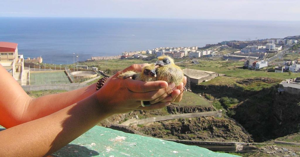 Algunos pollitos de paloma en Tenerife 