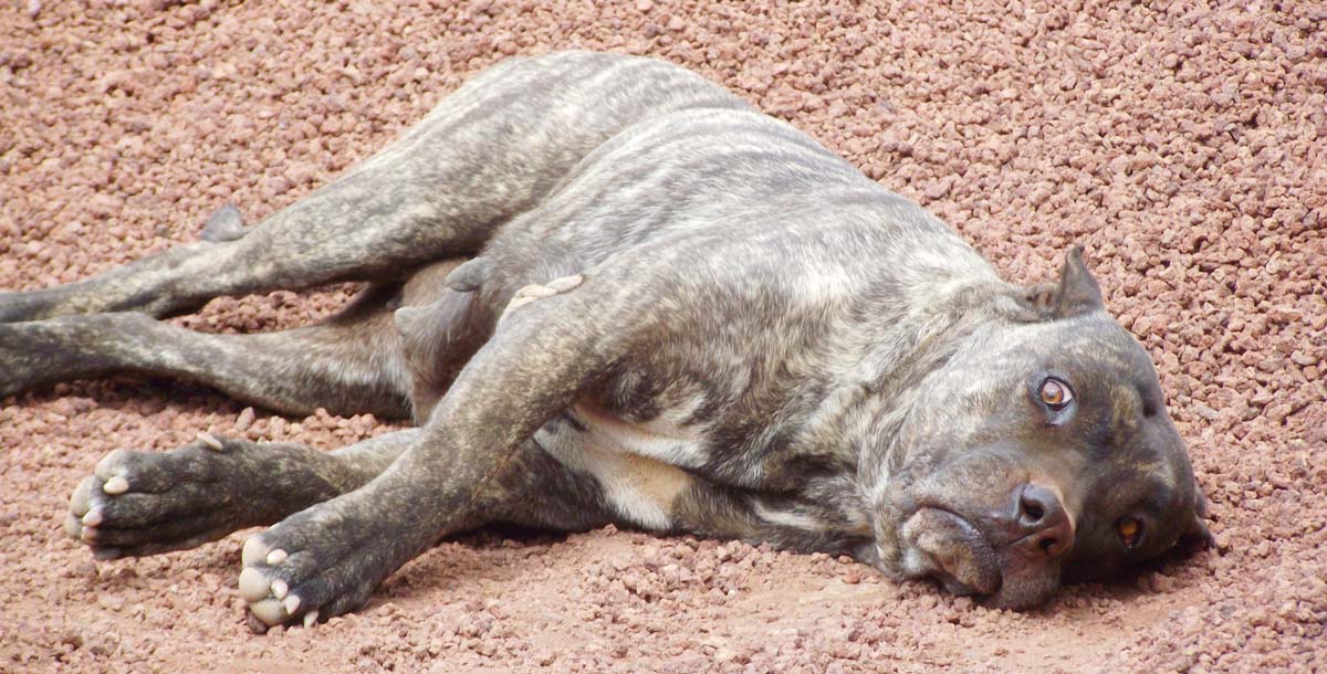 Al Dogo Canario Rubén gusta mucho dormir