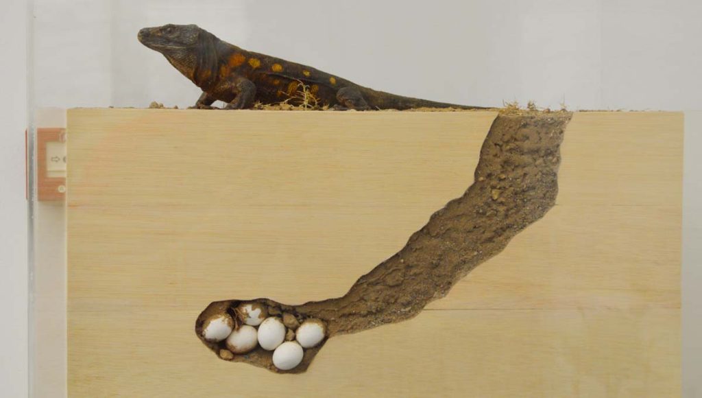 El Lagarto gigante de El Hierro entierra sus huevos en zonas arenosas blandas