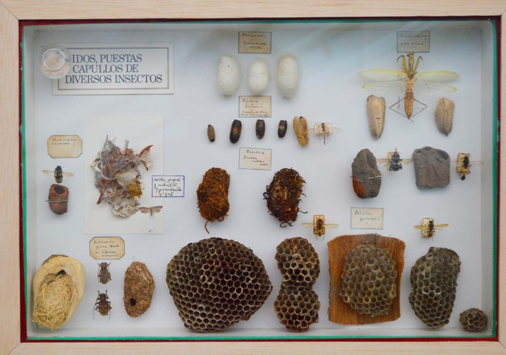 Exposición de hogares de gran variedad de insectos