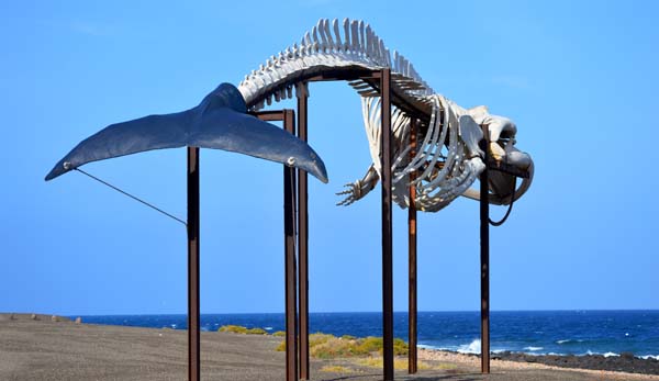 El monumento de esqueleto de ballena recuerda . . .