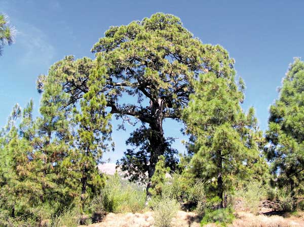 Un impresionante árbol al borde del sendero