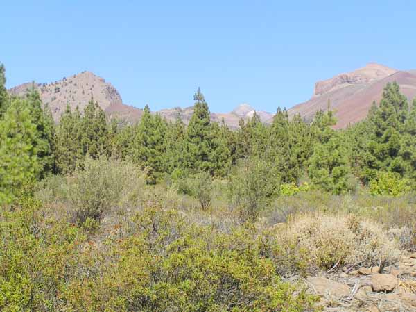 Vistas hacia las Cañadas del Teide