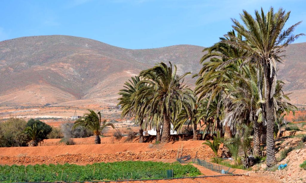 Oasis en el paisaje desértico en el interior de Fuerteventura