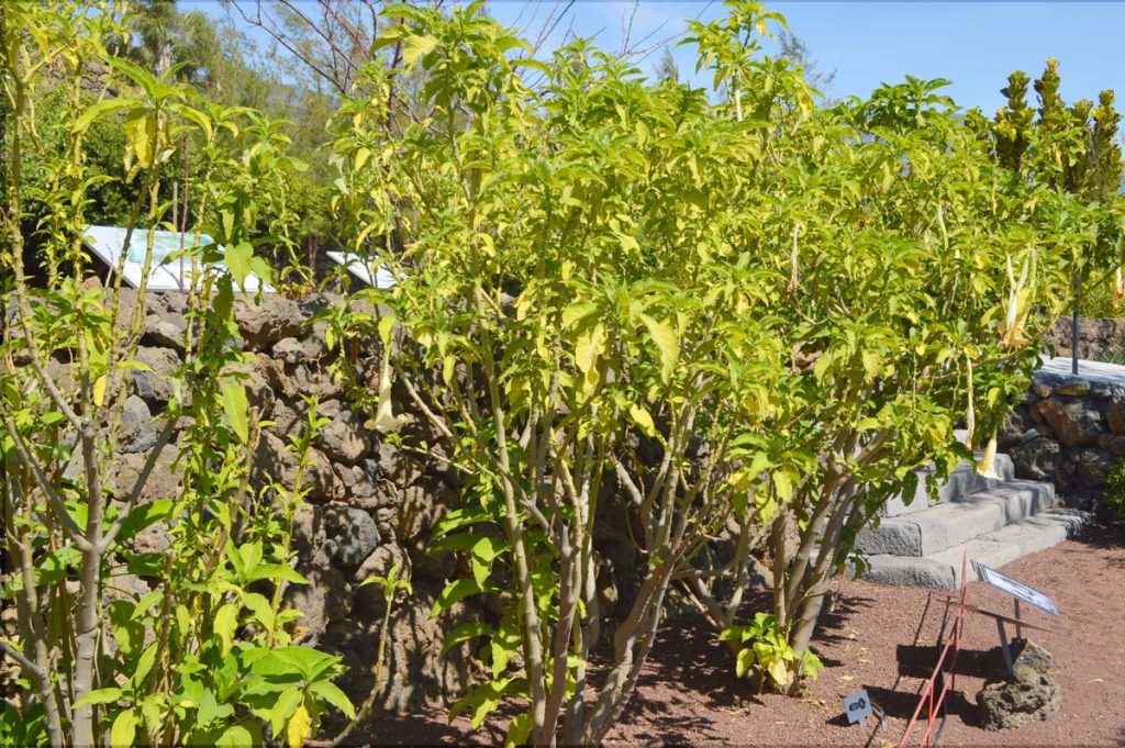 Todo depende de la dosificación: la brugmansia causa efectos embriagadores 