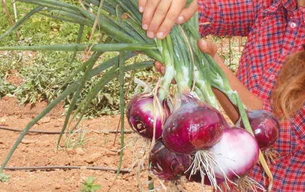 La cebolla morada de Guayonje (Tacoronte)