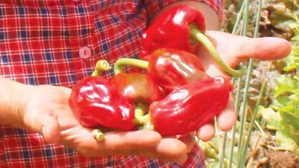 La dulce Pimienta Palmera está en el rojo mojo