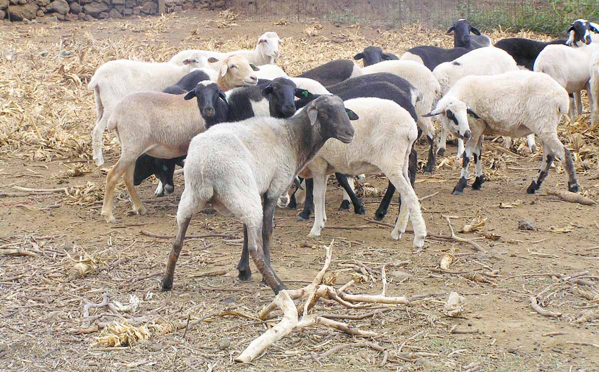 En el Valle El Golfo de Hierro hay mucha agricultura ecológica