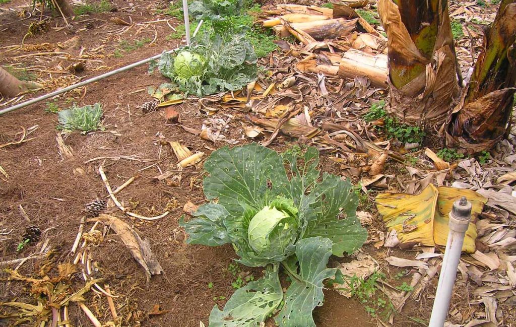 Las coles plantadas alrededor los bananos sirven como barreras biológicas contra plagas de insectos