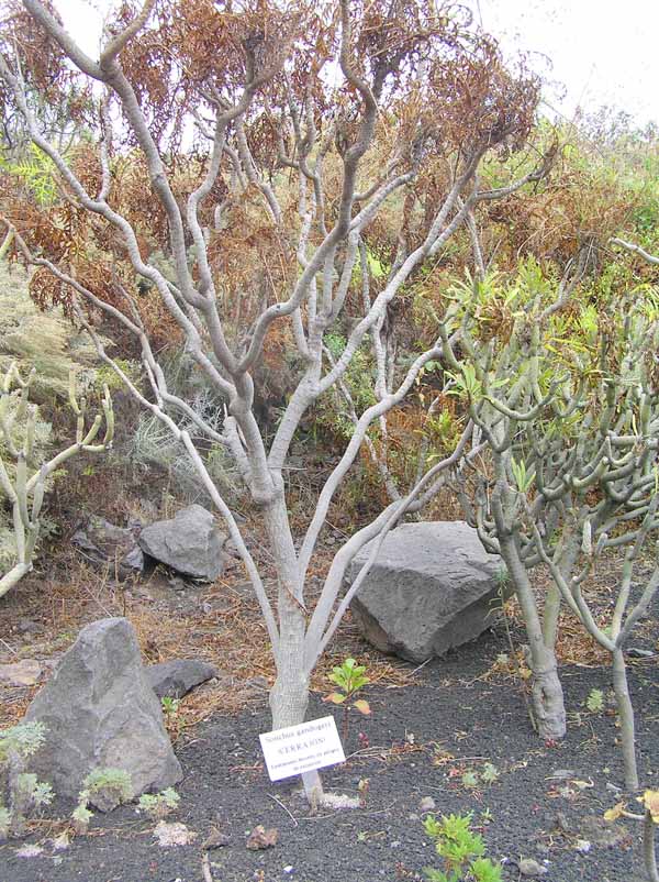 Flora autóctona:  Cerrajón (Sonchus gandogeri)