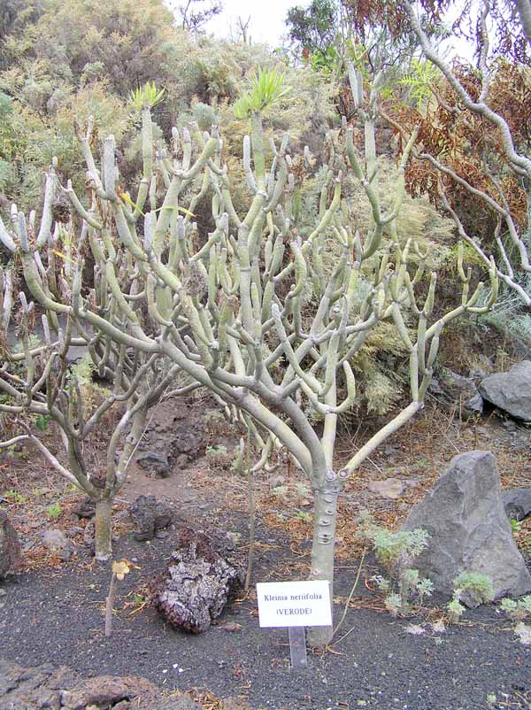 Flora autóctona:  Verode (Kleinia neriifolia)