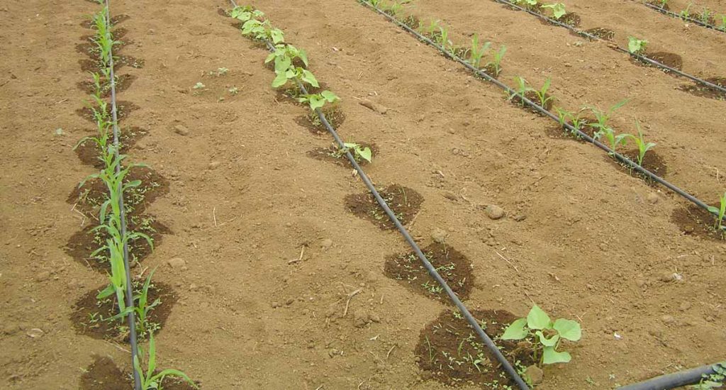 La agricultura ecológica en El Hierro; garantizar el riego es fundamental