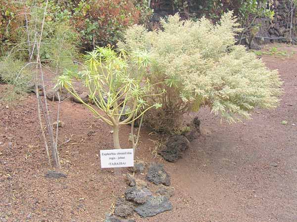 Flora autóctona: Tabaiba (Euphorbia obtusifolia regis-jubae)