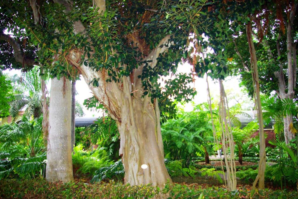 Muchos muy diferentes árboles comparten el espacio del Jardín Botánico