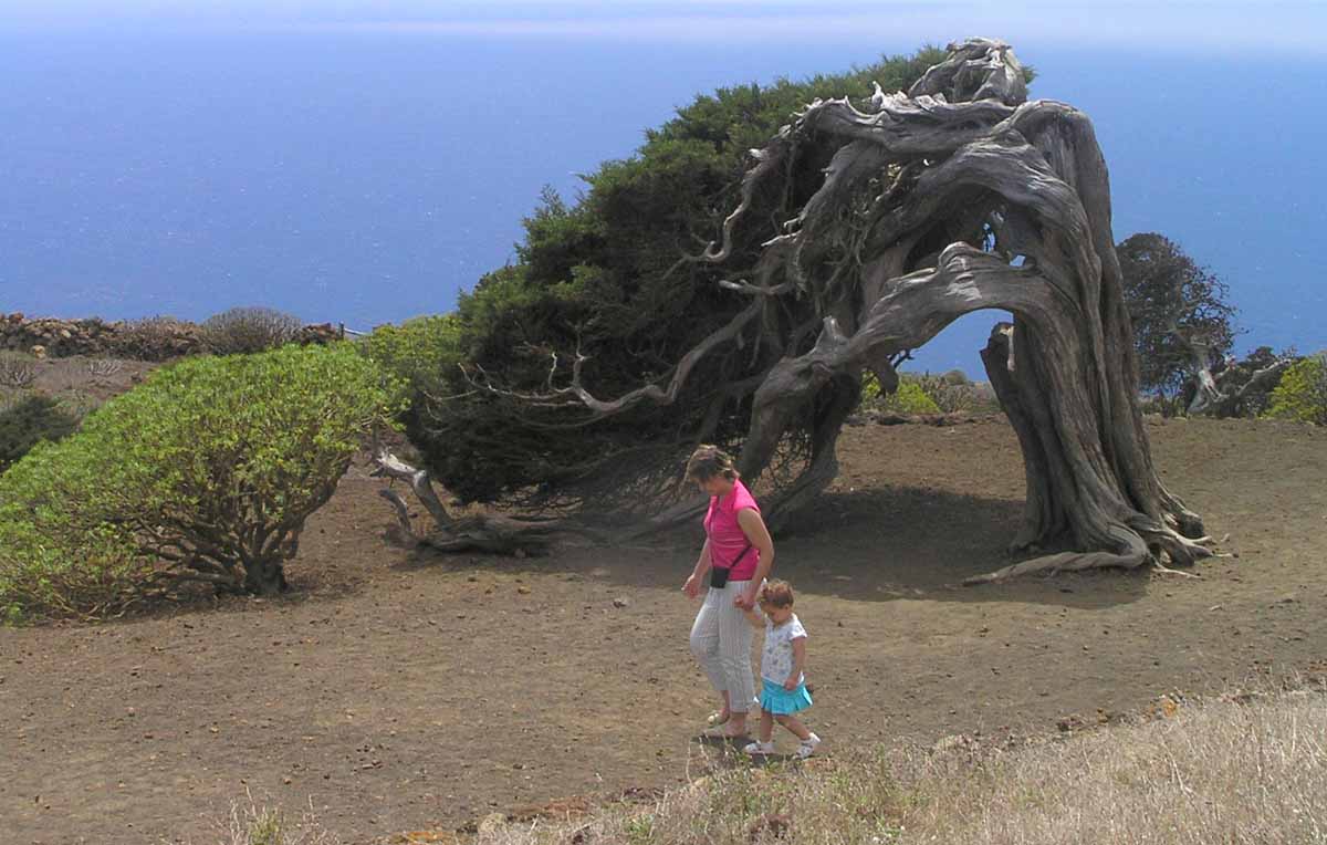 El Sabinal de El Hierro es un preciso lugar. Aquí está también el árbol que es el símbolo de la isla