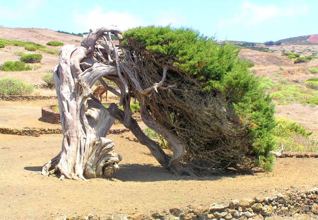 El árbol más famoso de Canarias: la sabina que simboliza la isla de El Hierro