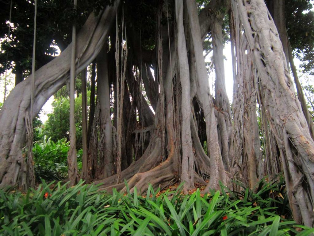 Los árboles Ficus australianas atraen todas las miradas