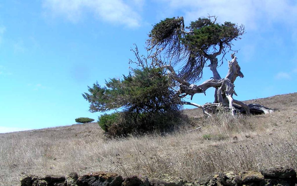 Cada árbol en "El Sabinar" destaca por su muy propia y expresiva personalidad