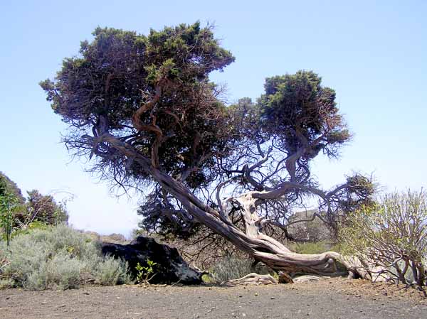 El fuerte viento ha moldeado los árboles . . .