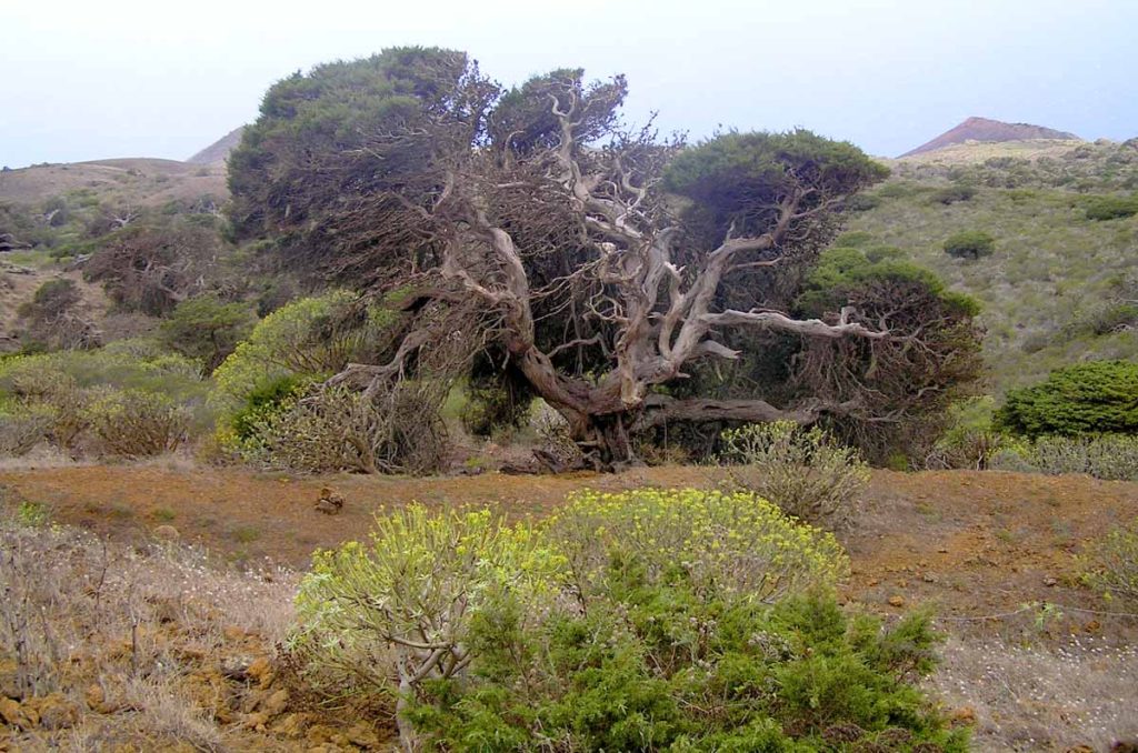 En zonas más protegidas las copas de los árboles ocupan mucho espacio