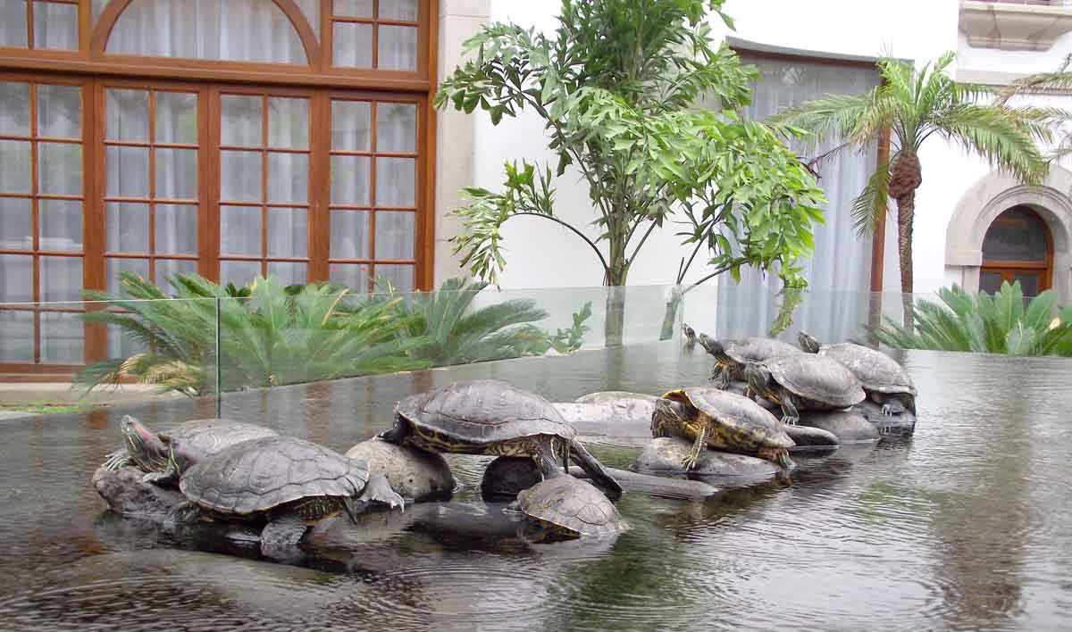 Las tortugas del Hotel Mencey