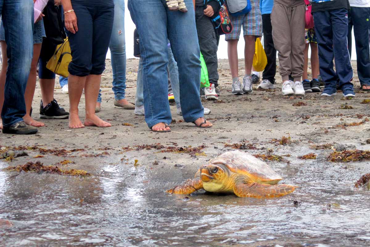 La suelta de tortugas: un gran reptil vuelve al mar