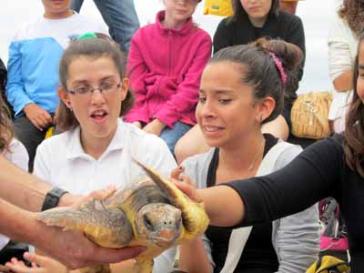 . . . las heridas de las tortugas