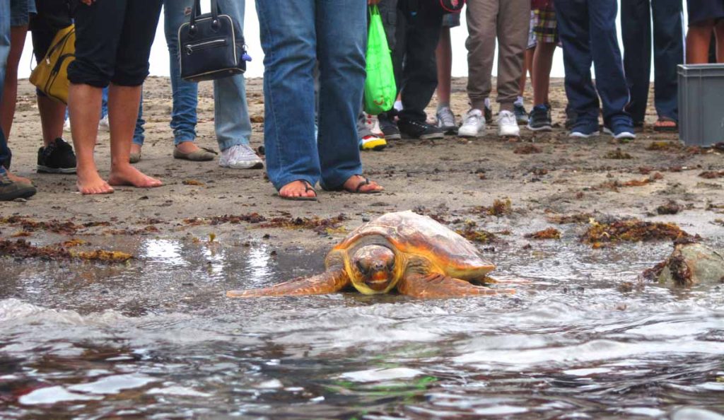 Al inicio las tortugas parecieron un poco confundidas pero finalmente salieron al mar