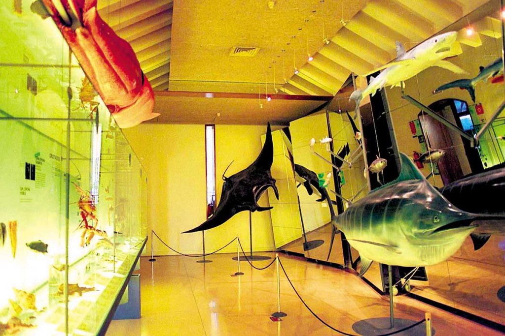 El Museo de la Naturaleza y el Hombre reúne varias exposiciones