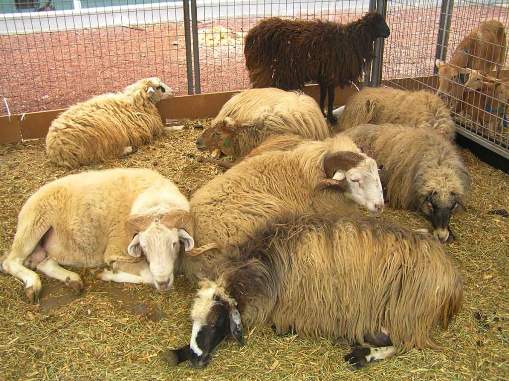  Junto a las cabras, la ovejas son el ganado más popular de Canarias