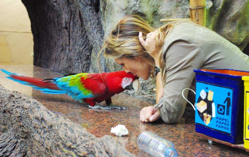 Las cuidadoras aproximaron los loros al nuevo lugar de trabajo paso a paso y con mucho amor